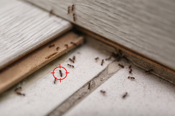 Best Emergency Pest Control  in Midway North, TX