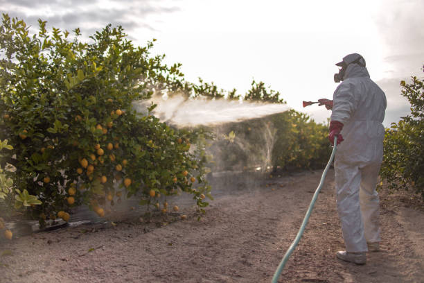 Professional Pest Control in Midway North, TX