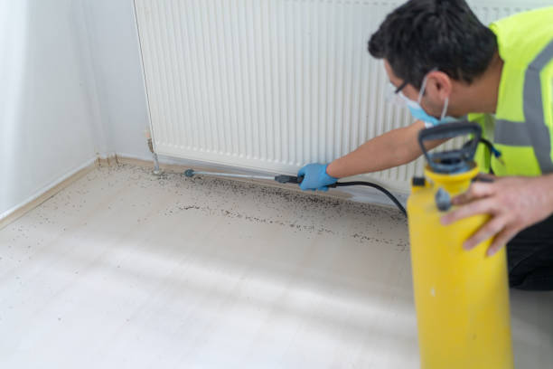 Wasp Removal Services in Midway North, TX